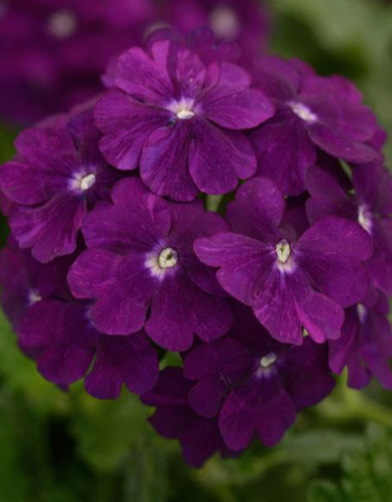 Seasonal Annuals: 5" Pot: Verbena Firehouse Purple