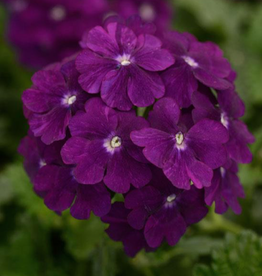 Seasonal Annuals: 5" Pot: Verbena Firehouse Purple