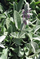 Seasonal Perennials:   Stachys LIttle Lamb  5" Pot