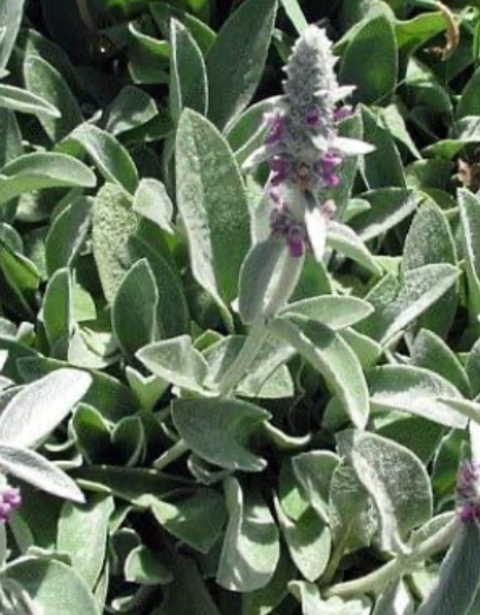 Seasonal Perennials:   Stachys LIttle Lamb  5" Pot