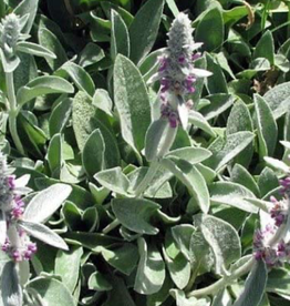 Seasonal Perennials:   Stachys LIttle Lamb  5" Pot