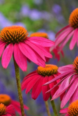 Seasonal Perennials: Echinacea- Pollynation Magenta  5" Pot