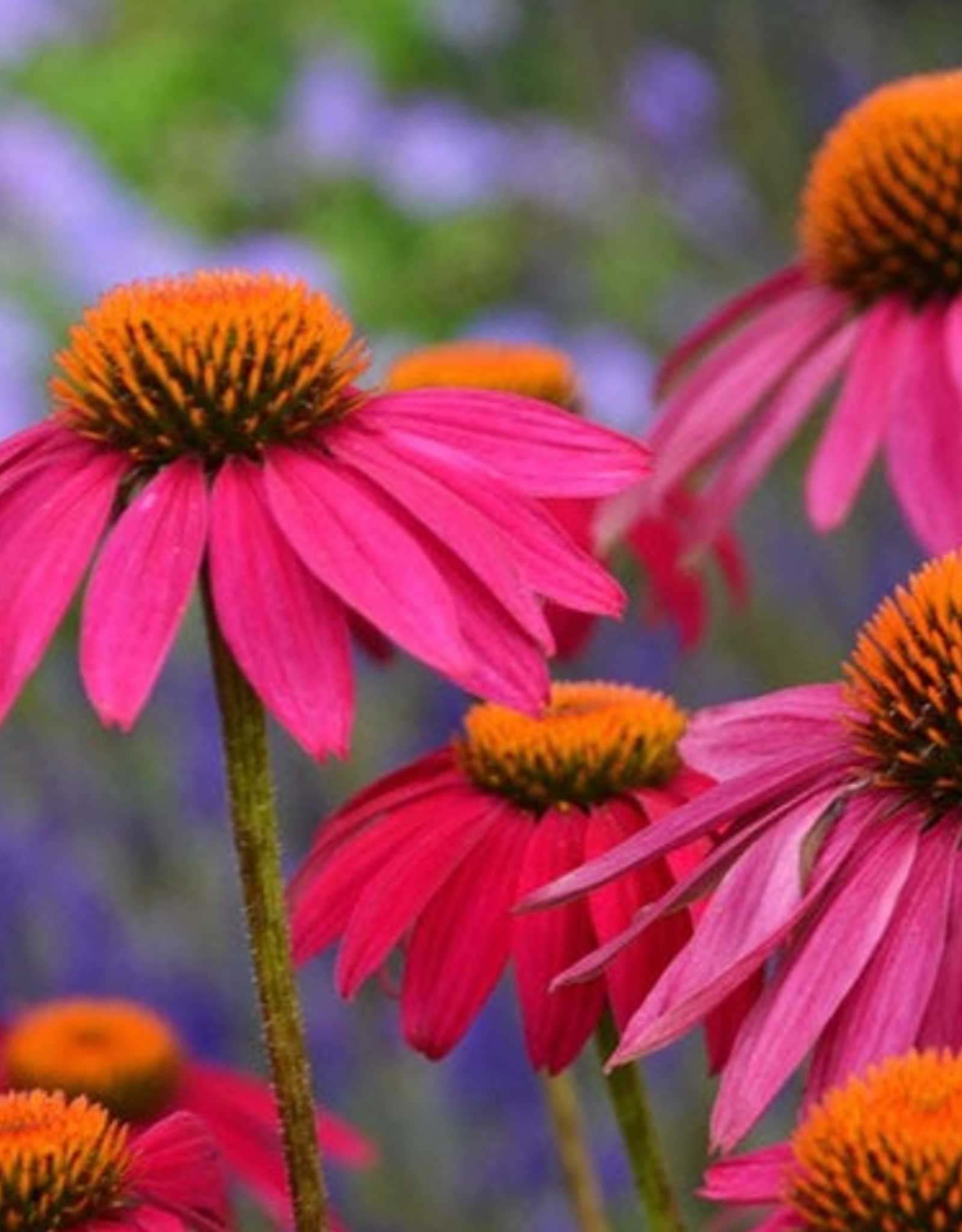 Seasonal Perennials: Echinacea- Pollynation Magenta  5" Pot