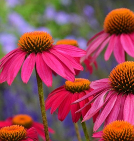 Seasonal Perennials: Echinacea- Pollynation Magenta  5" Pot