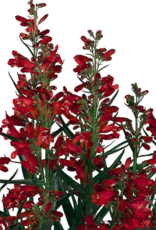 Seasonal Perennials: Penstemon Thread Leaf - Quartz Redt 5" Pot