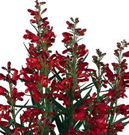 Seasonal Perennials: Penstemon Thread Leaf - Quartz Redt 5" Pot