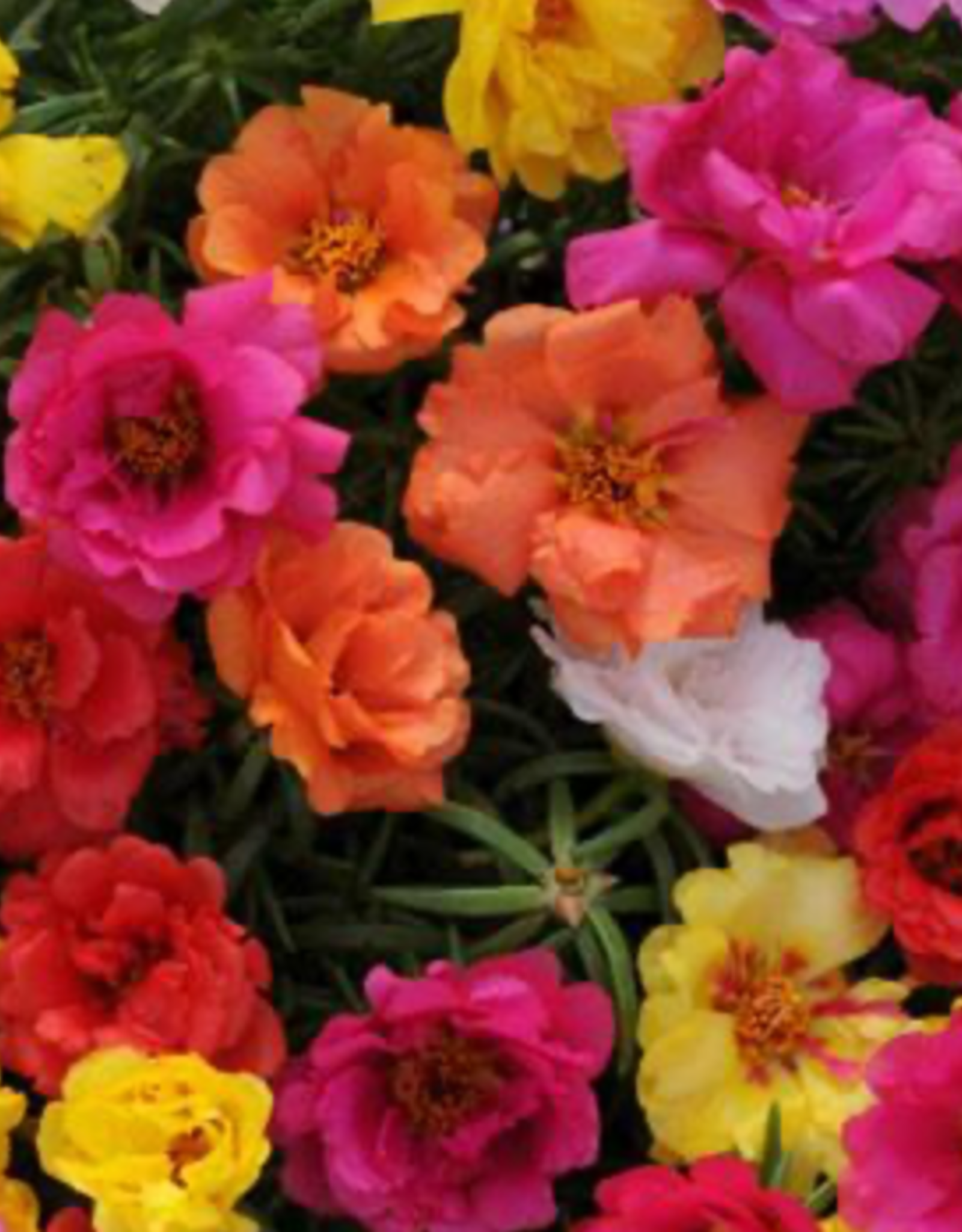 Seasonal Flat - Portulaca - Happy Hour Mix