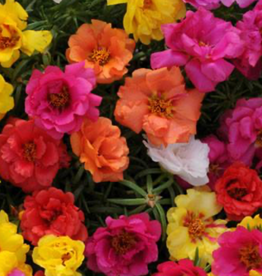Seasonal Flat - Portulaca - Happy Hour Mix