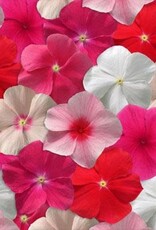 Seasonal Hanging Basket: Vinca Mediterranean Mix 10" Fiber Round