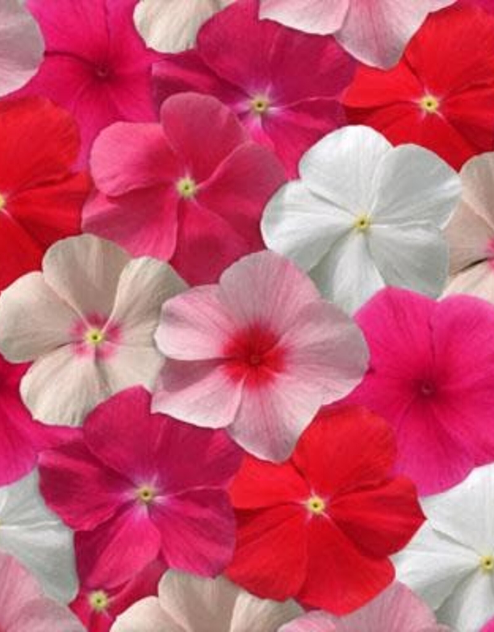 Seasonal Hanging Basket: Vinca Mediterranean Mix 10" Fiber Round