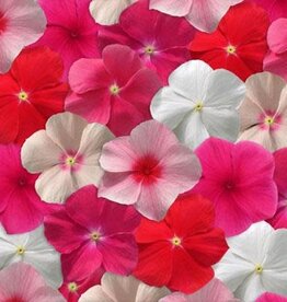 Seasonal Hanging Basket: Vinca Mediterranean Mix 10" Fiber Round