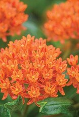 Seasonal Perennials: Asclepias	Tuberosa Butterfly Orange 5" Pot