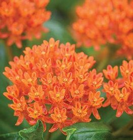Seasonal Perennials: Asclepias	Tuberosa Butterfly Orange 5" Pot