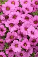 Seasonal Annuals: 5" Pot: Calibrachoa - Superbells Pink