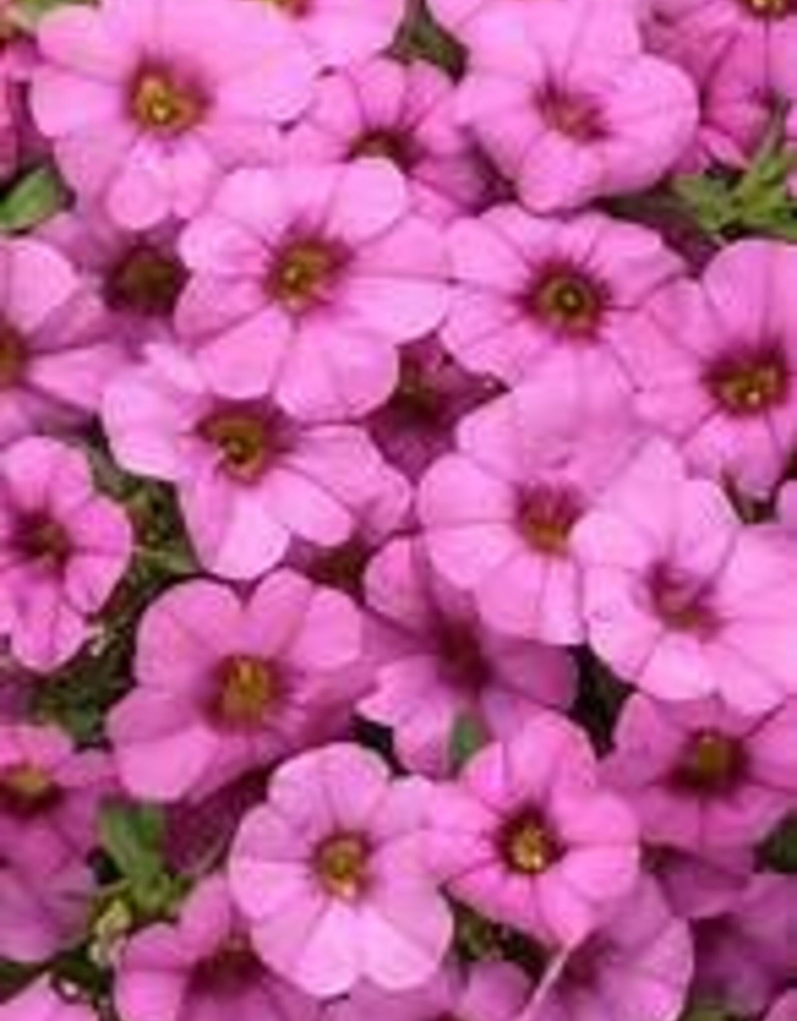Seasonal Annuals: 5" Pot: Calibrachoa - Superbells Pink