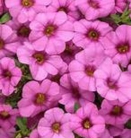 Seasonal Annuals: 5" Pot: Calibrachoa - Superbells Pink