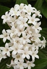 Seasonal Annuals: 5" Pot: Pentas Lucky Star - Butterfly White