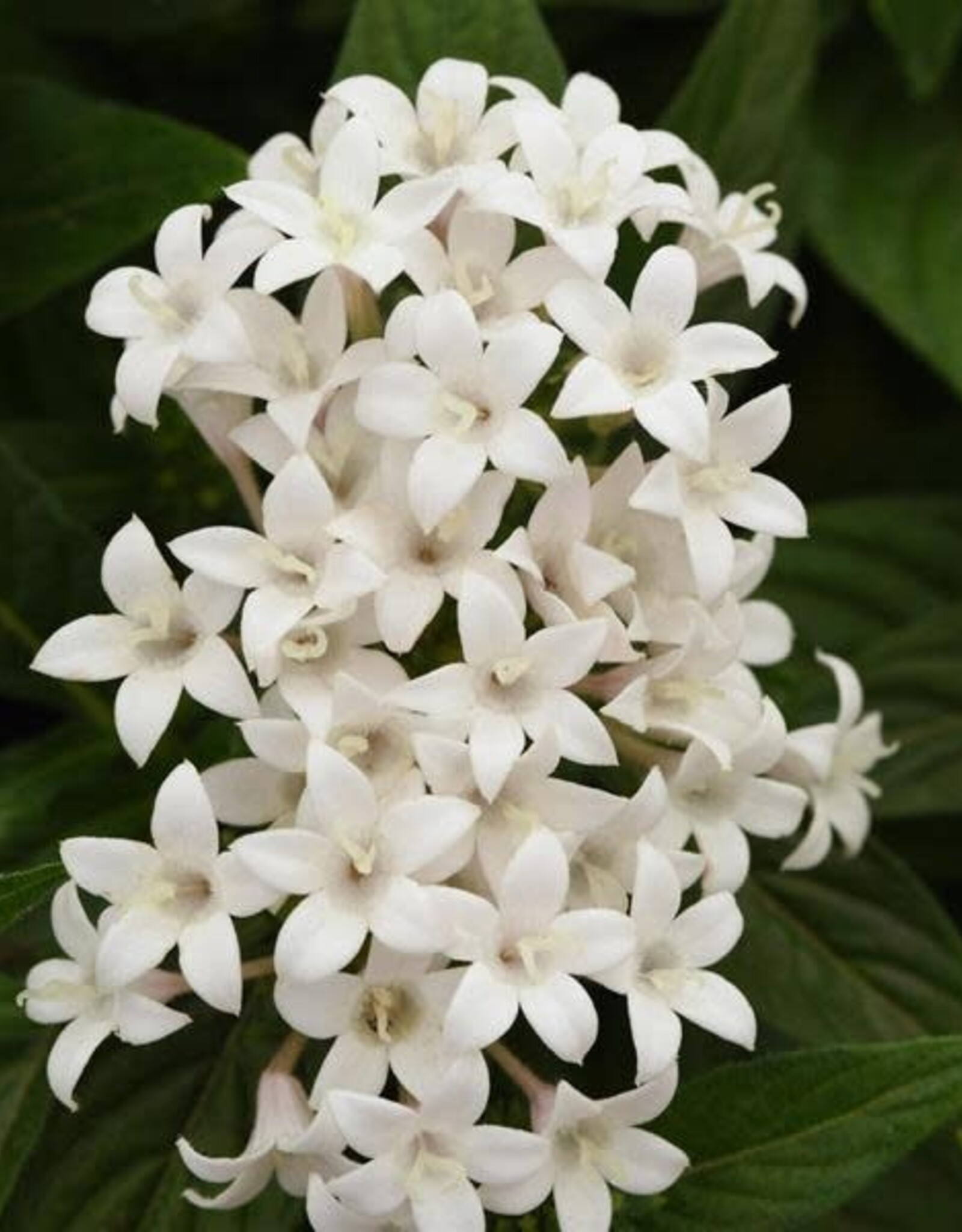 Seasonal Annuals: 5" Pot: Pentas Lucky Star - Butterfly White