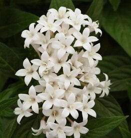 Seasonal Annuals: 5" Pot: Pentas Lucky Star - Butterfly White