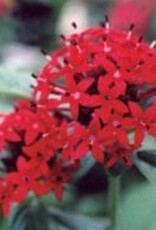 Seasonal Annuals: 5" Pot: Pentas Ruby Red