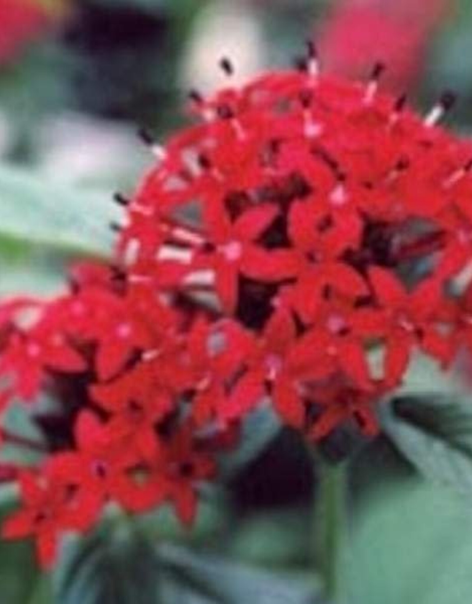 Seasonal Annuals: 5" Pot: Pentas Ruby Red