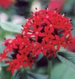 Seasonal Annuals: 5" Pot: Pentas Ruby Red