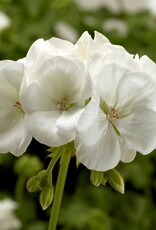 Seasonal Annuals: 5" Pot: Geranium Calliope Medium White