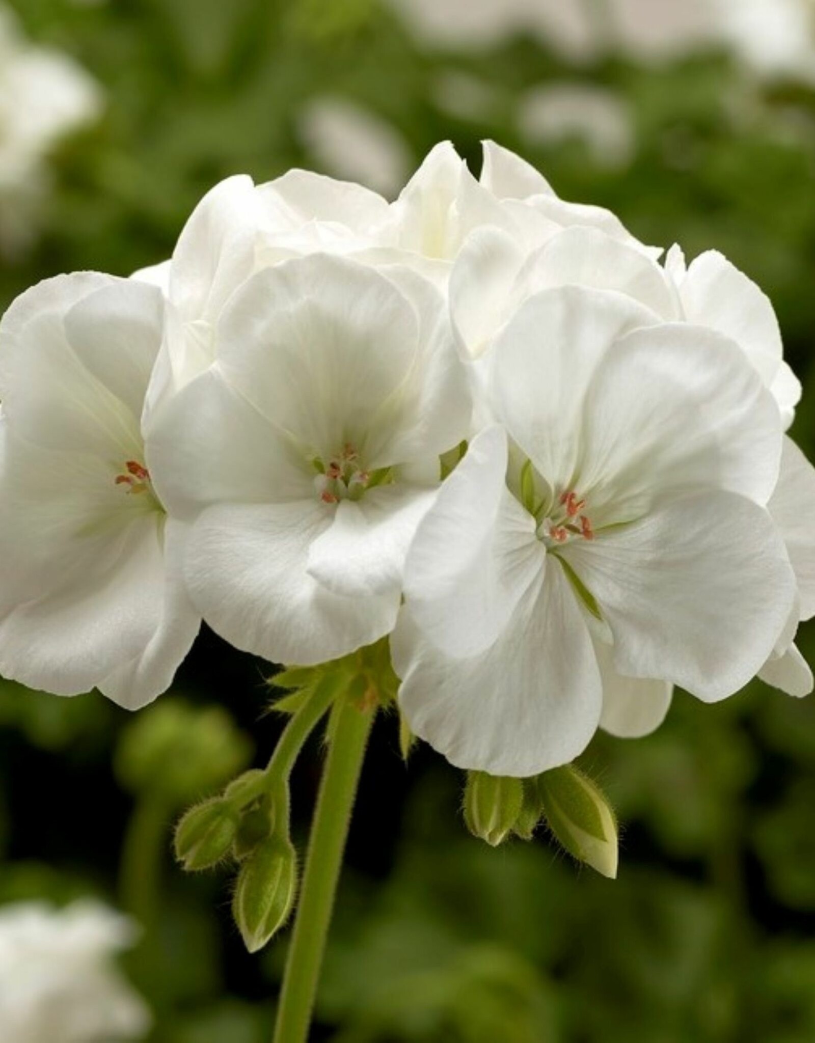 Seasonal Annuals: 5" Pot: Geranium Calliope Medium White