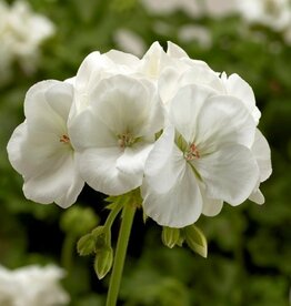 Seasonal Annuals: 5" Pot: Geranium Calliope Medium White