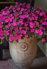 Seasonal Flat - Impatiens Beacon Violet Shades