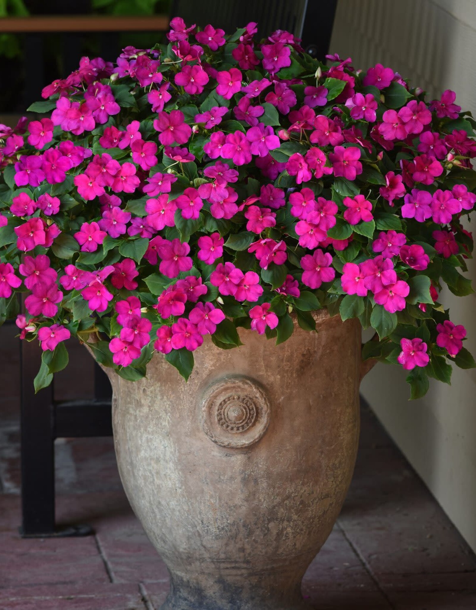 Seasonal Flat - Impatiens Beacon Violet Shades