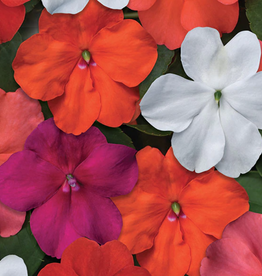 Seasonal Flat - Impatiens Beacon Formula Mix
