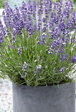Seasonal Perennials: Lavender Super Blue 5" Pot