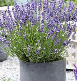 Seasonal Perennials: Lavender Super Blue 5" Pot