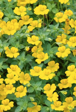 Seasonal Annuals: 5" Pot: Mecardonia Magic Carpet