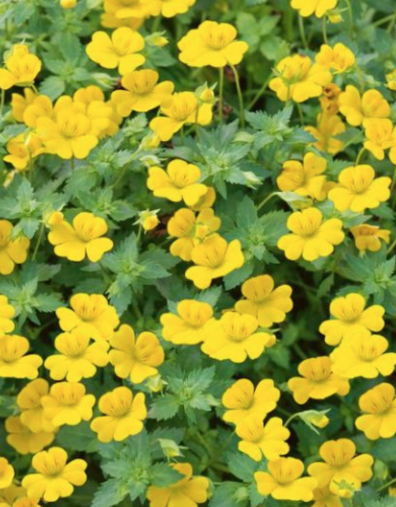 Seasonal Annuals: 5" Pot: Mecardonia Magic Carpet
