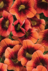Seasonal Annuals: 5" Pot: Calibrachoa Superbells Tangerine Punch
