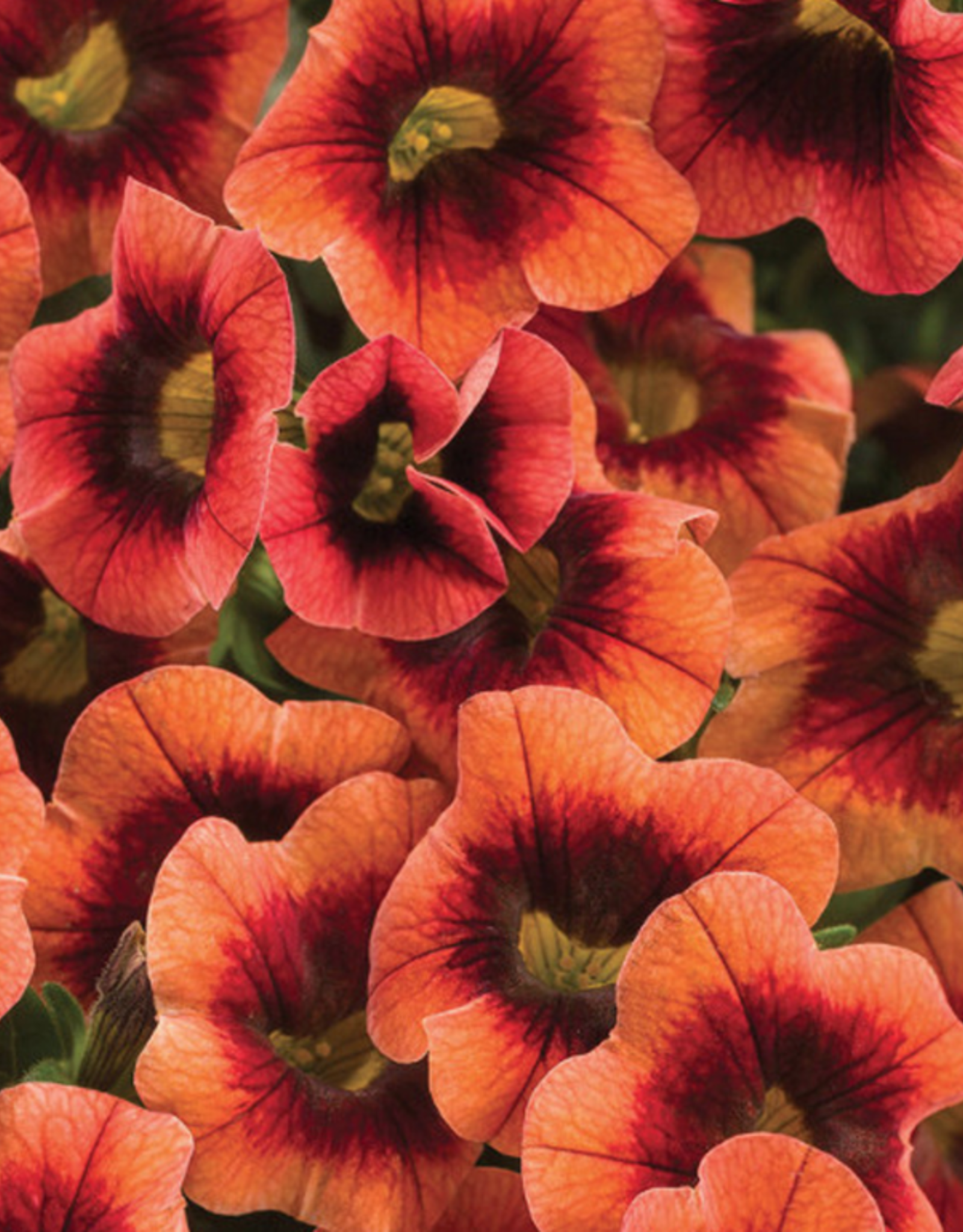 Seasonal Annuals: 5" Pot: Calibrachoa Superbells Tangerine Punch