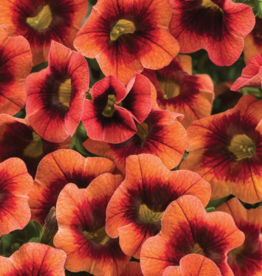 Seasonal Annuals: 5" Pot: Calibrachoa Superbells Tangerine Punch