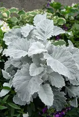 Seasonal Small Pots & Fillers:  Dusty Miller - New Look