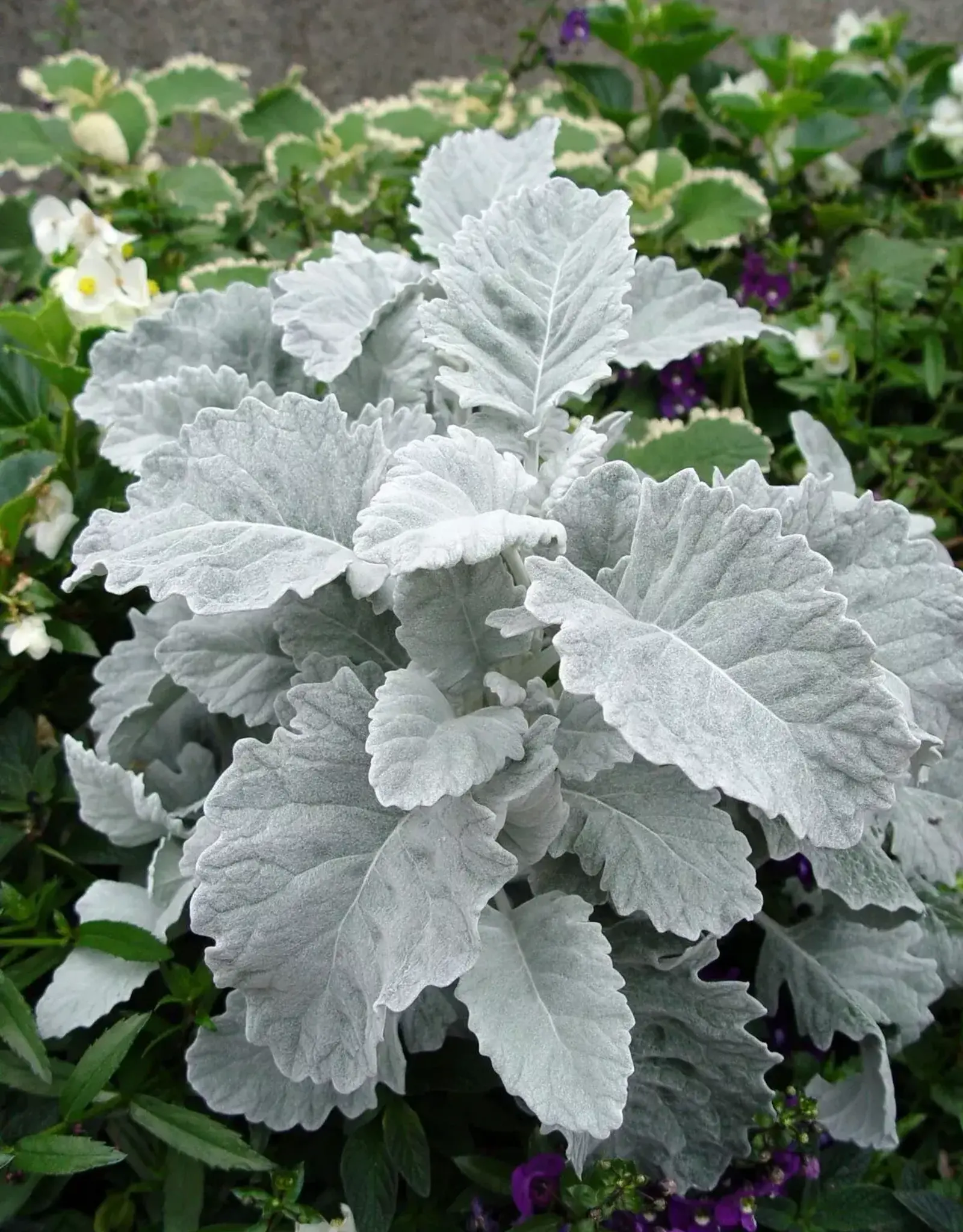 Seasonal Small Pots & Fillers:  Dusty Miller - New Look