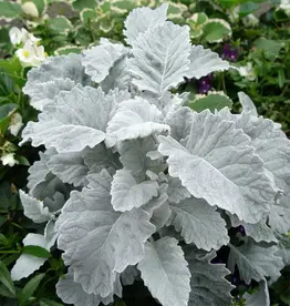 Seasonal Small Pots & Fillers:  Dusty Miller - New Look