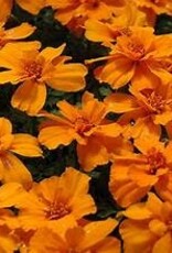 Seasonal Flat - Marigold Safari Tangerine