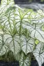Seasonal Annuals: 5" Pot: Caladium Fancy White Christmas