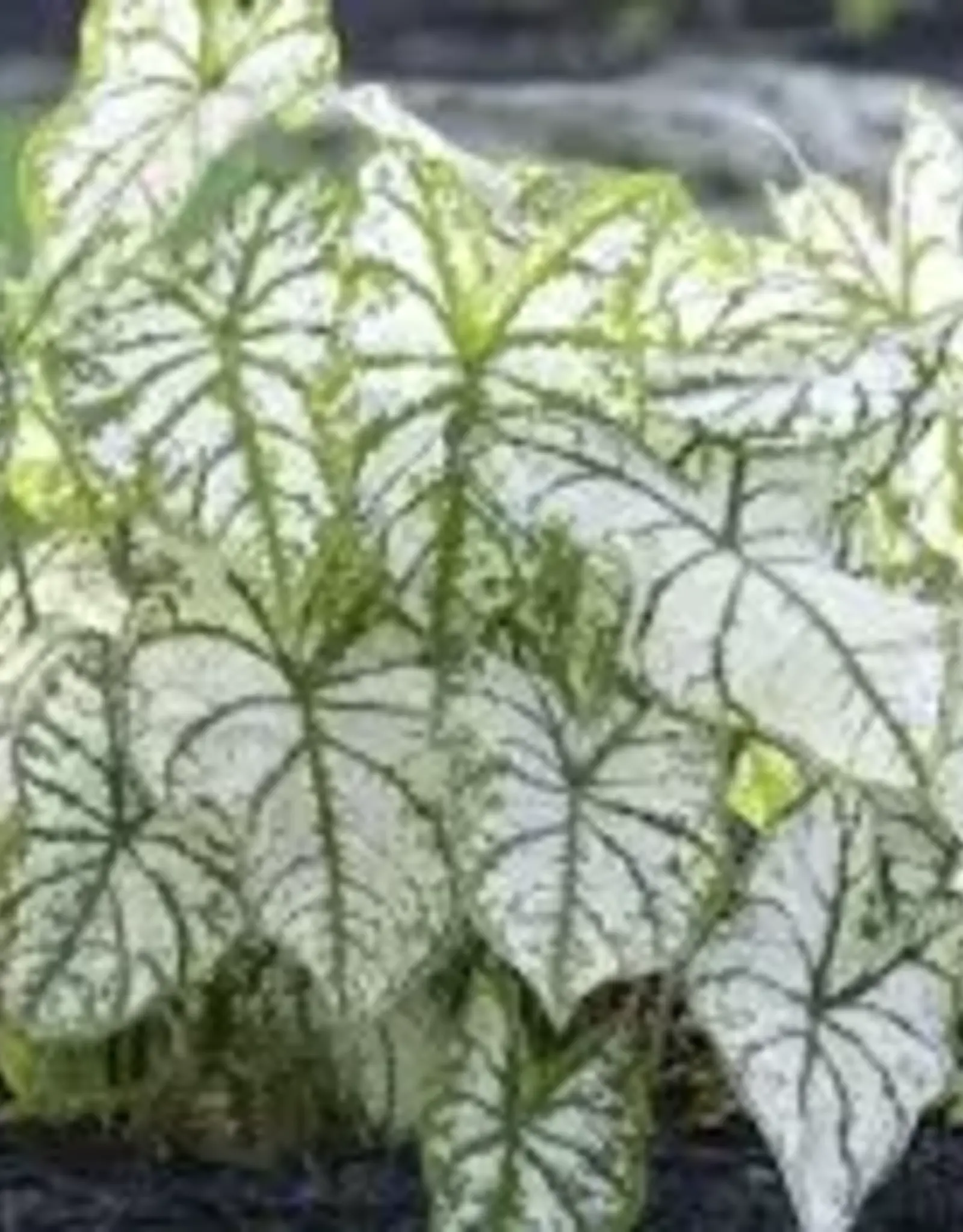 Seasonal Annuals: 5" Pot: Caladium Fancy White Christmas