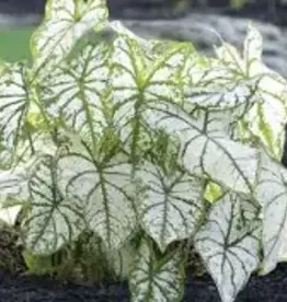 Seasonal Annuals: 5" Pot: Caladium Fancy White Christmas