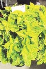 Seasonal Annuals: 5" Pot: Coleus Main Street River Walk