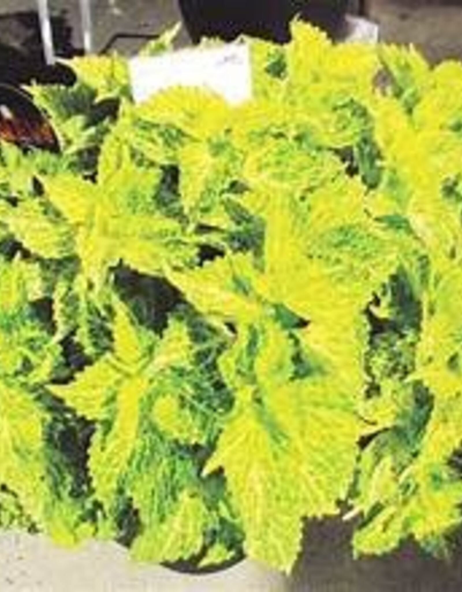 Seasonal Annuals: 5" Pot: Coleus Main Street River Walk