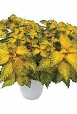 Seasonal Annuals: 5" Pot: Coleus Solar Flare
