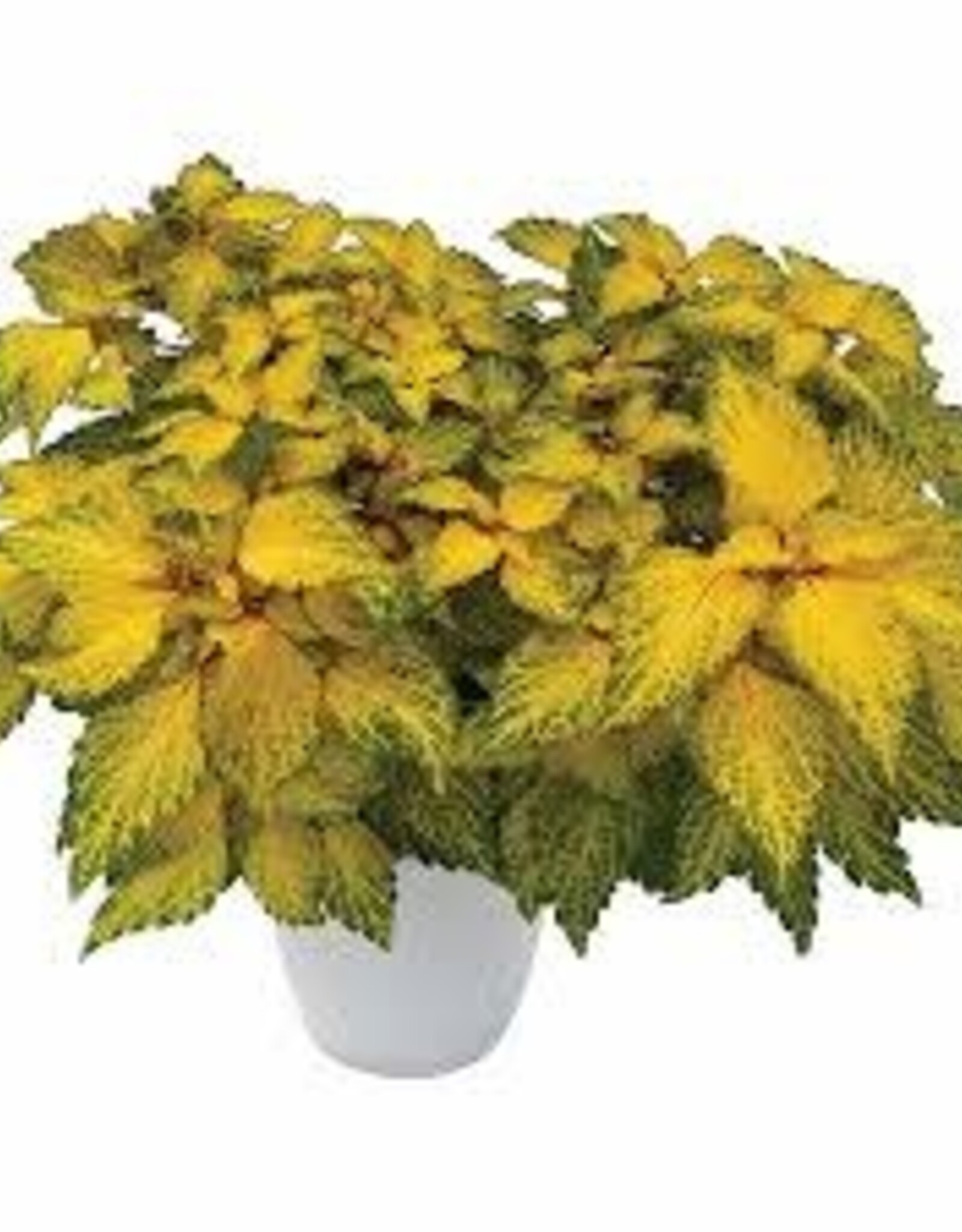 Seasonal Annuals: 5" Pot: Coleus Solar Flare